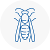 Turnham Green Wasp Nest Removal